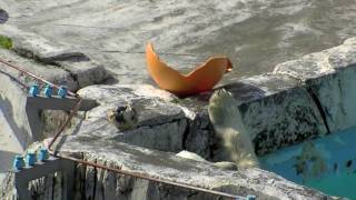 仲良く遊ぶホッキョクグマの双子~Polar Bear's cubs are playing