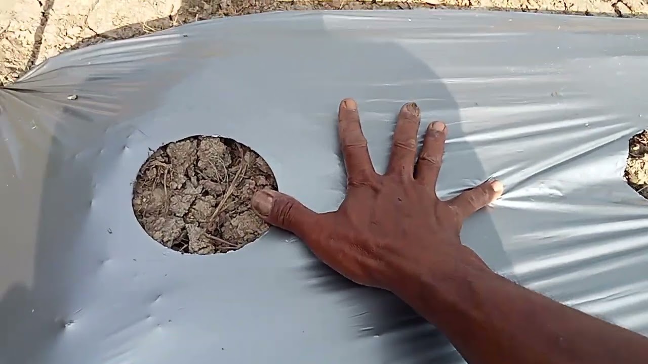 Mengenang tahun 90an, cara melubangi plastik mulsa di bedengan 