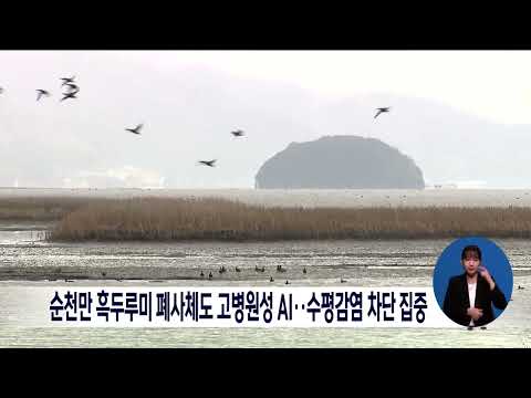 순천만 흑두루미 폐사체도 고병원성 AI.. 수평감염 차단 집중[목포MBC 뉴스데스크]