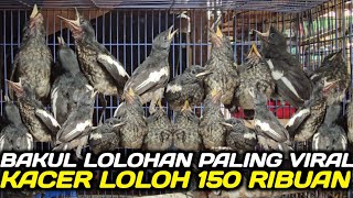 GREBEK BAKUL BURUNG LOLOHAN PALING LENGKAP DIPASAR BURUNG PRAMUKA HARI INI