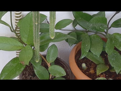 Video: Sarı Mum Çanları Bitki Bilgisi: Sarı Mum Çan Çiçeği Bakımı Hakkında Bilgi Edinin