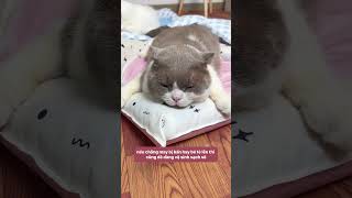 Soft Gel Cushion That Every Baby Will Love! #notapetvn #cat litter #pets #funnycats #cat #pet #cu...