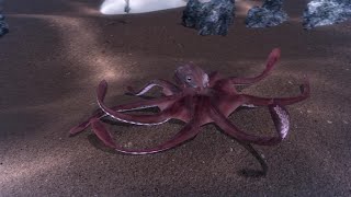 Gloomy Octopuses More Social Than Previously Thought