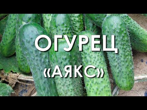 Обзор сорта огурцов "Аякс" (характеристики, свойства, фото)