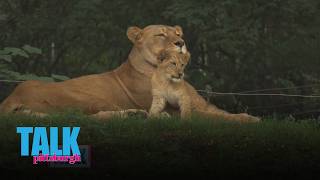 Meeting the Pittsburgh Zoos new lion cub, Kiazi