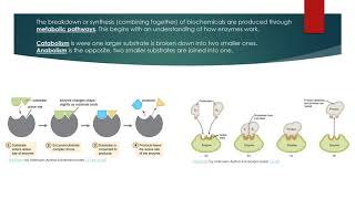 Chapter 4. How metabolic pathways are regulated