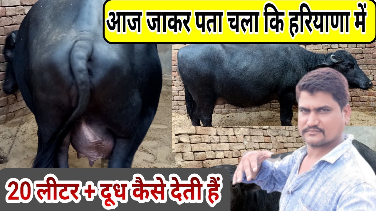 क्यों देती है 20 लीटर + दूध हरियाणवी भैंस heavy milkar haryanvi buffalo diet plan - Agritech Guruji