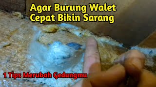 Tips Agar Burung Walet Cepat Bikin Sarang, ini caranya... || Walet Liur Mulia Tips Agar Burung Walet Cepat Bikin Sarang, ini caranya... || Walet Liur Mulia