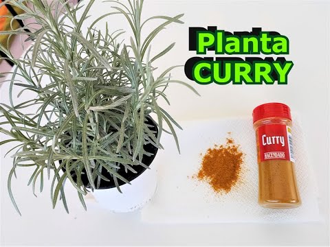 Video: Cultivo de hojas de curry: cuidado de las plantas de hojas de curry