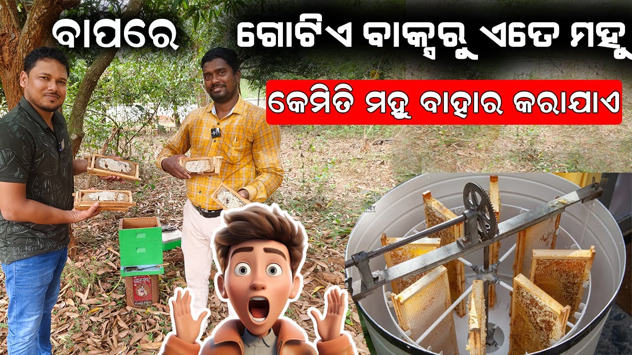 ବାପରେ ଗୋଟିଏ ବାକ୍ସରୁ ଏତେ ମହୁ || How to extract honey from bee box. #efarmingodisha