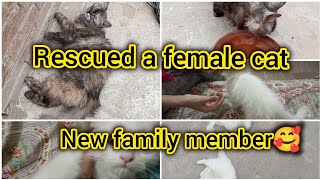 Recused a female pregnant cat || Meet a new family member🥰 || The cat's care