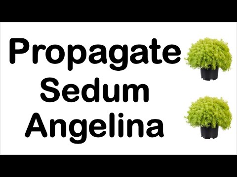 Vidéo: Sedum 'Angelina' Plant Care - Cultiver Angelina Stonecrop dans le jardin