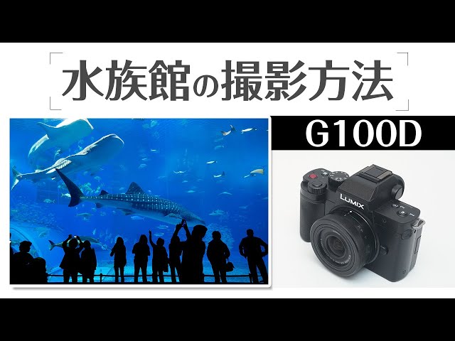 LUMIX G100D: How to take flawless photos at an aquarium - A