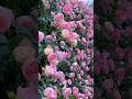 Super roses. #beautiful Pink roses. 💗 #shorts  #rosegarden #flowergarden #mygarden #satisfying