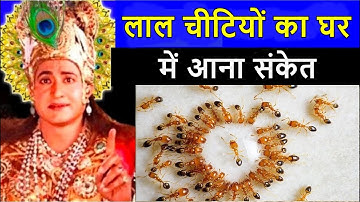 लाल चीटियों का घर में आना संकेत ! क्या कहते हे श्री कृष्ण ! LAL CHITIYO KA AANA !
