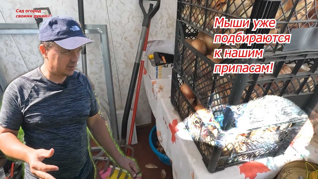 Мыши массово полезли на дачу! Раскладываем аппетитные приманки.
