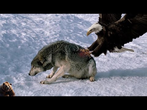 რამდენად ძლიერია არწივი, მართლა იმტვრევენ არწივები ნისკარტს გადასარჩენად?