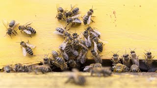 Неожиданный взяток в сентябре или напад пчел?