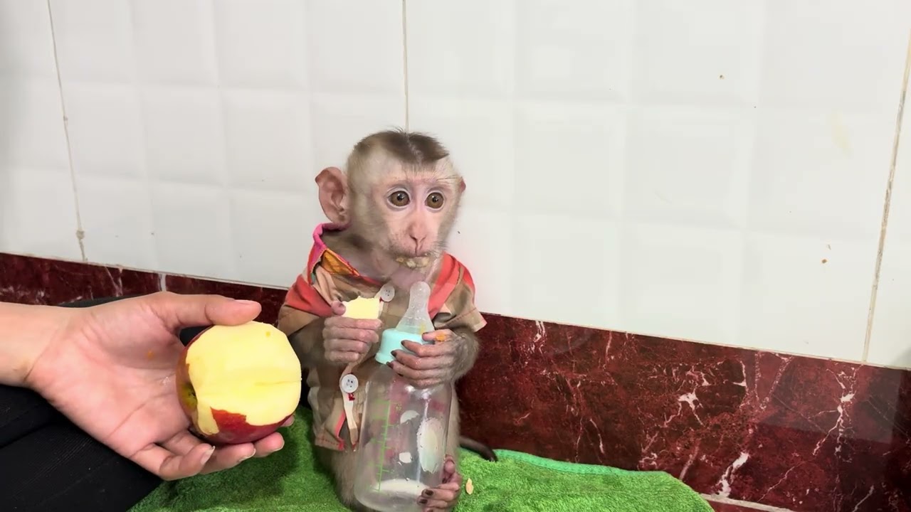 Baby monkey