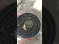 Cacto Echinopsis Shorts Plantas Cacto Echinopsis Shorts Plantas