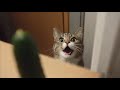 🐾顔マッサージという名の暴力!?朝から飼い主悲鳴💆♀️💥
