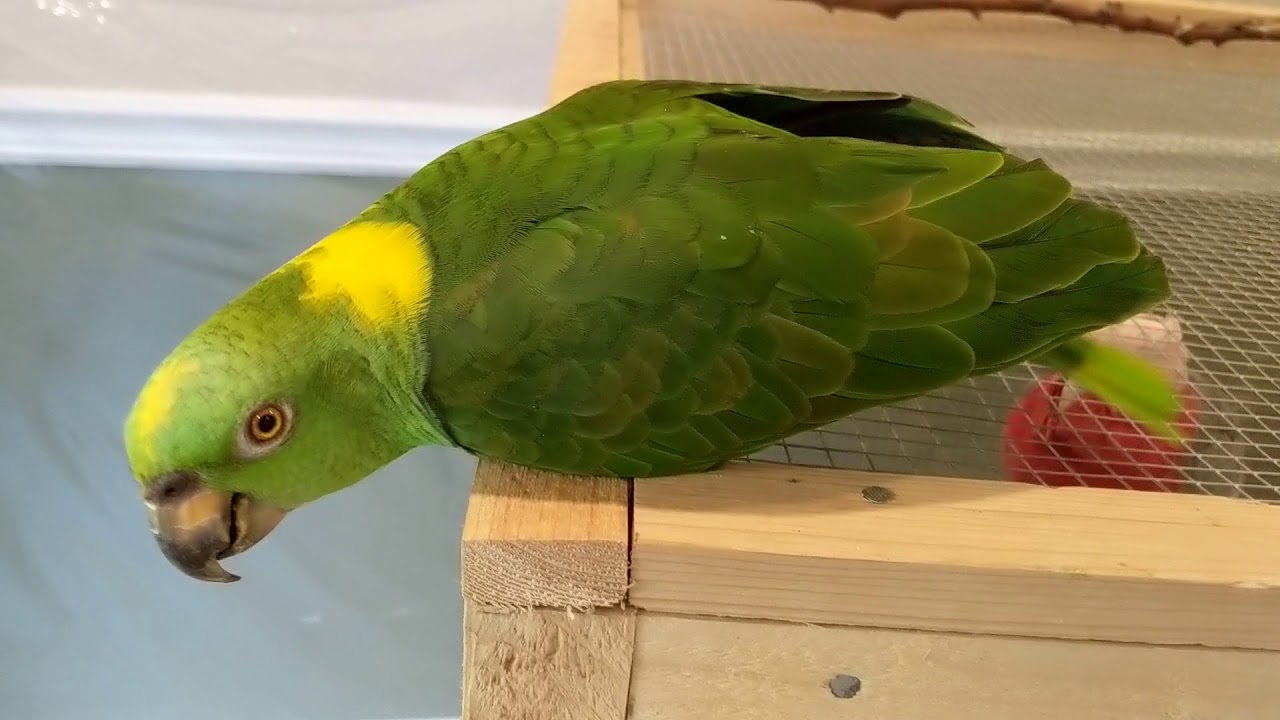 Living With Fatty Liver Disease For An Amazon Parrot Youtube Living With Fatty Liver Disease For An Amazon Parrot Youtube