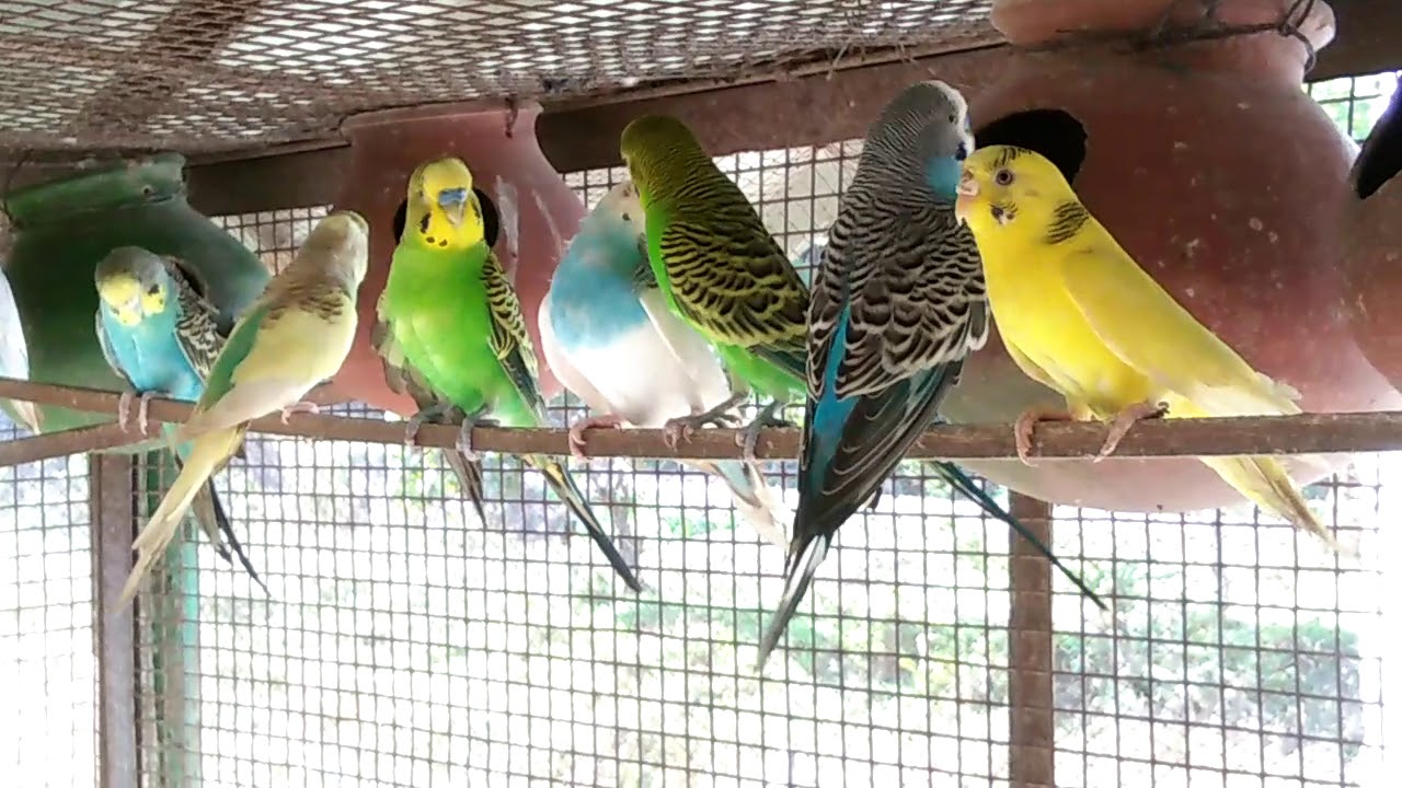 lovebirds breeding kerala style (ലൗബേർഡ്സ്) YouTube