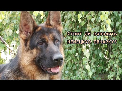 Стоит ли заводить НЕМЕЦКУЮ ОВЧАРКУ? GERMAN SHEPHERD