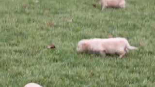 goldichon puppies