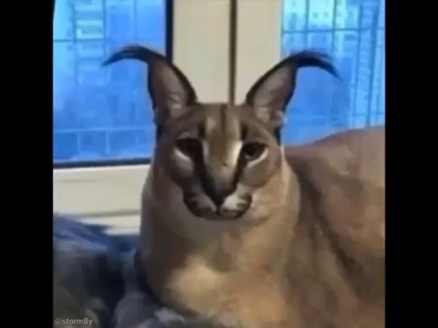 Sensei Floppa . . . . . . #ploob #floppa #floppafriday #caracal #caracalcat  #floppagang #memes #epicmemes #funny #flopfonohoe #ploobsday…