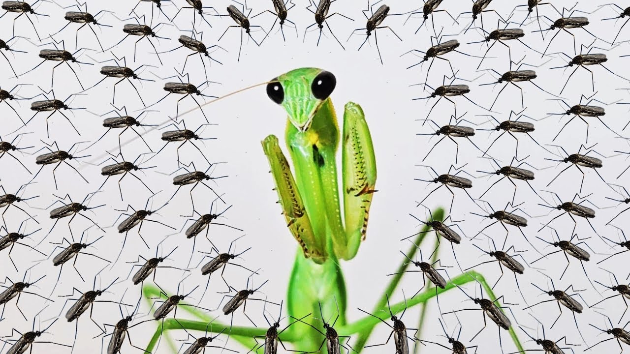 1 богомол, 1 паук против 100 комаров. Результаты потрясающие!