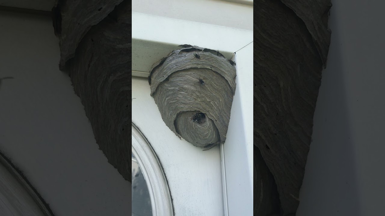 Bald-faced Hornet Nest Removal Long Island Pest Control