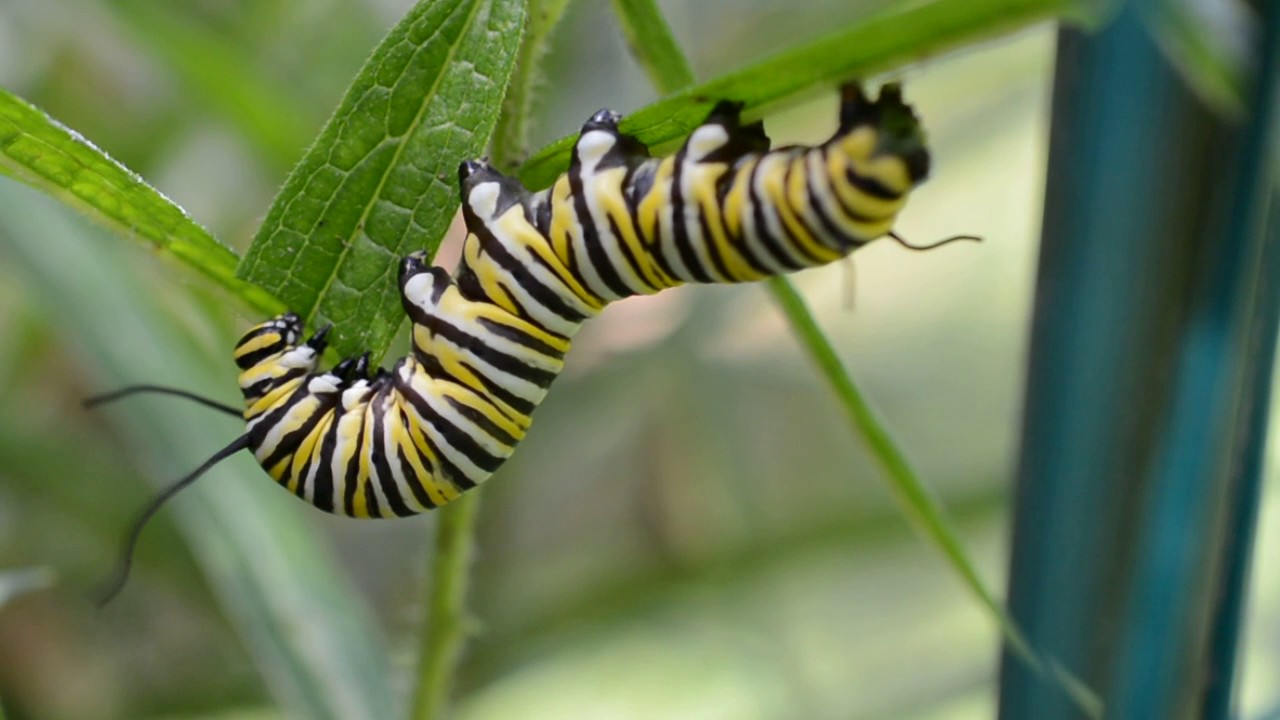 A 5th Instar Monarch Butterfly Larva Feeding On Milkweed YouTube