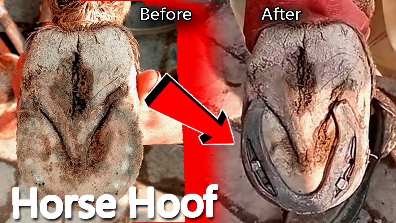 Restoration Satisfying Hoof,successful Horse YouTube
