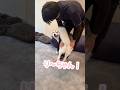 弟が帰ってきて笑顔が止まらないハスキー #シベリアンハスキー #ハスキー #ハスキー犬