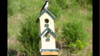 little bird fly away home 8