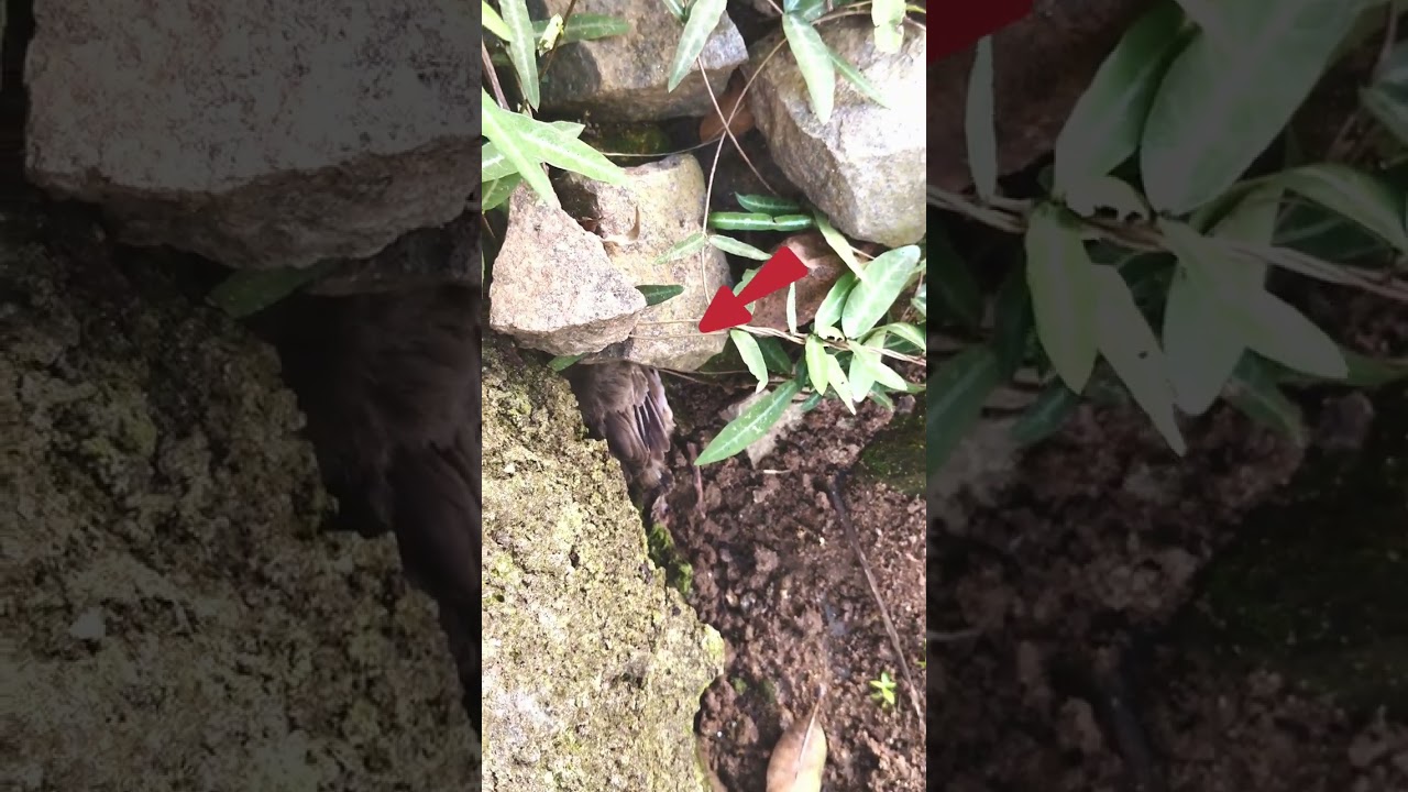 We Rescued a Baby Bird 