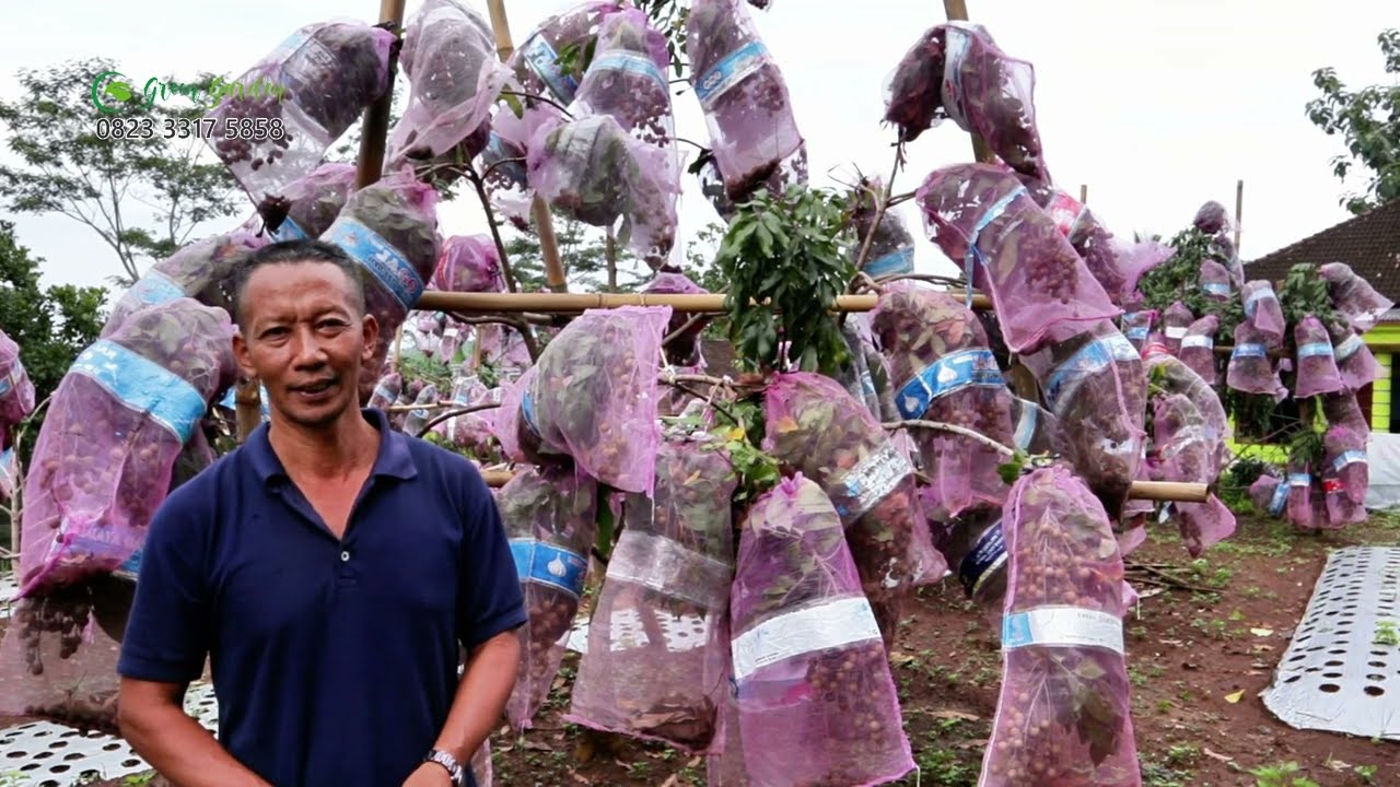 Varietas Kelengkeng Terbaik untuk Kebun Anda #adyrajalengkeng #lengkeng #itohsuper #newkristal