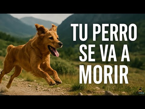 Tu PERRO se va a MORIR