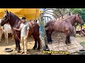 Faisalabad Mandi Sy 50 Lakh Ka Biggest American🇺🇸Horse Pasand Aa Gaya🐎🔥