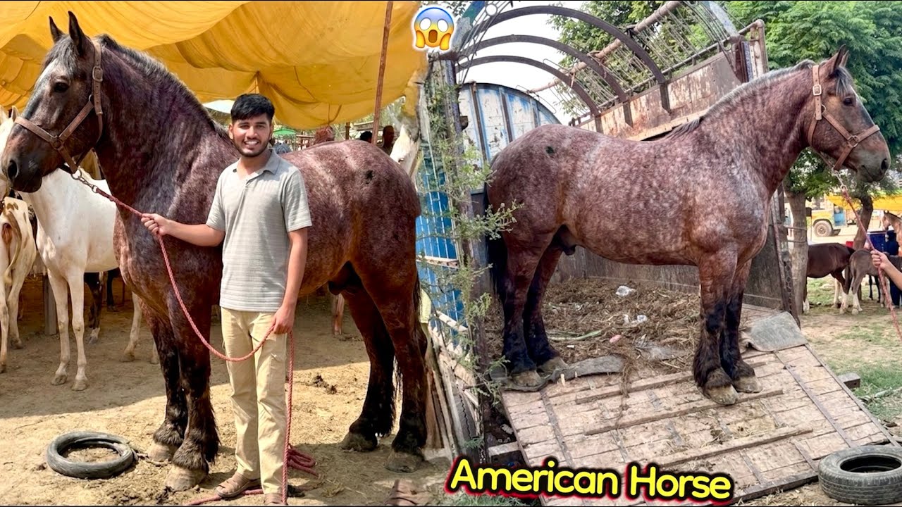 Faisalabad Mandi Sy 50 Lakh Ka Biggest American🇺🇸Horse Pasand Aa Gaya🐎🔥