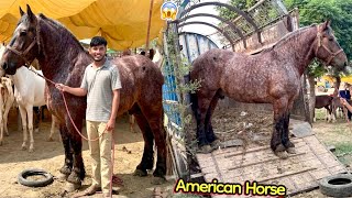 Faisalabad Mandi Sy 50 Lakh Ka Biggest American🇺🇸Horse Pasand Aa Gaya🐎🔥