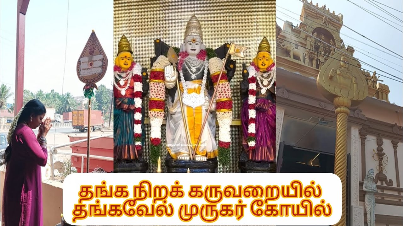 Thangavel Murugar Temple Alamathi தங்க நிறக் கருவறையில் ஜொலிக்கும் தங்கவேல் முருகர் அழகு 