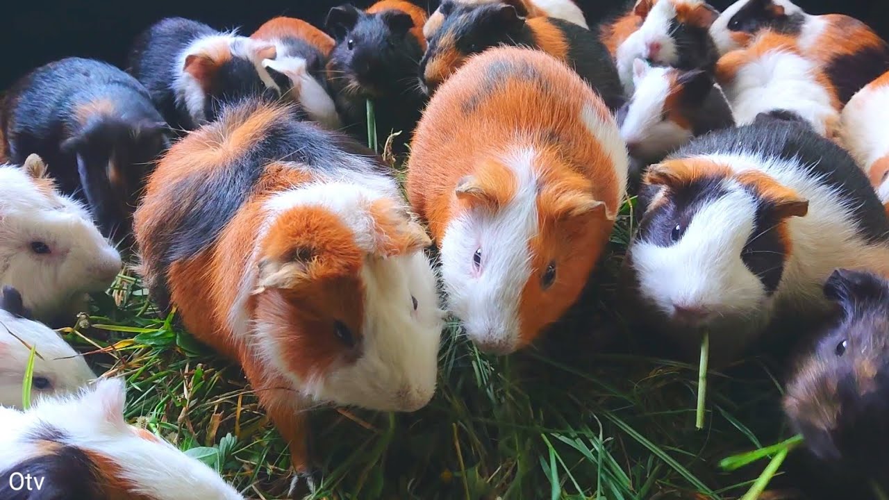 Guinea pig eating asmr mukbang, Cute and funny guinea pig videos, colorful guinea pig pets 