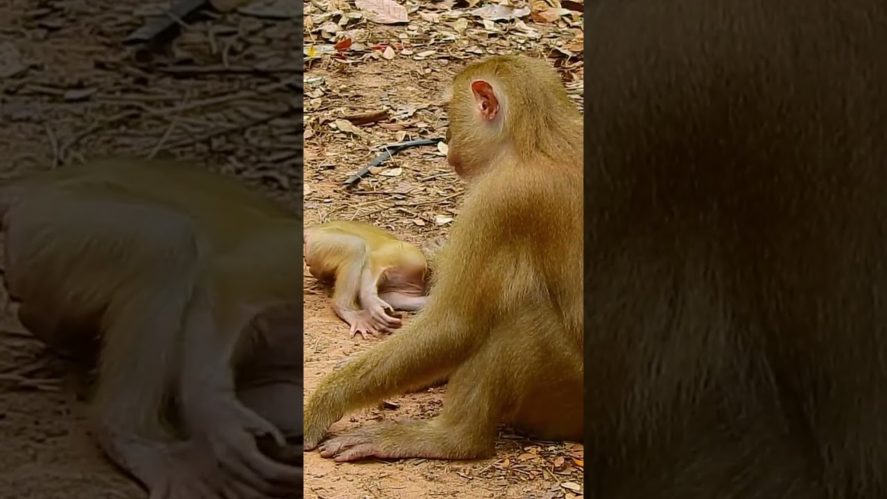 Lucie can't hug mom Luna |