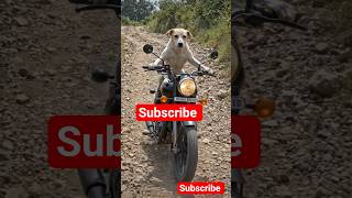 funny dog🐕🐕🐕#dog #funny #shorts #viral #new #bike #doglove #pets #cat #lion #trending #shortvideo
