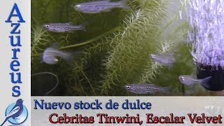 Stock de dulce azureus marzo 2021