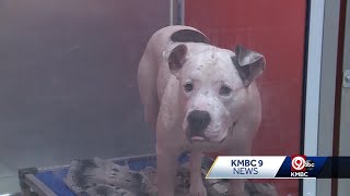 Five Kansas City metro animal shelters team up for a MEGA adoption event
