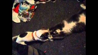 Snickers And Randall Wrestle
