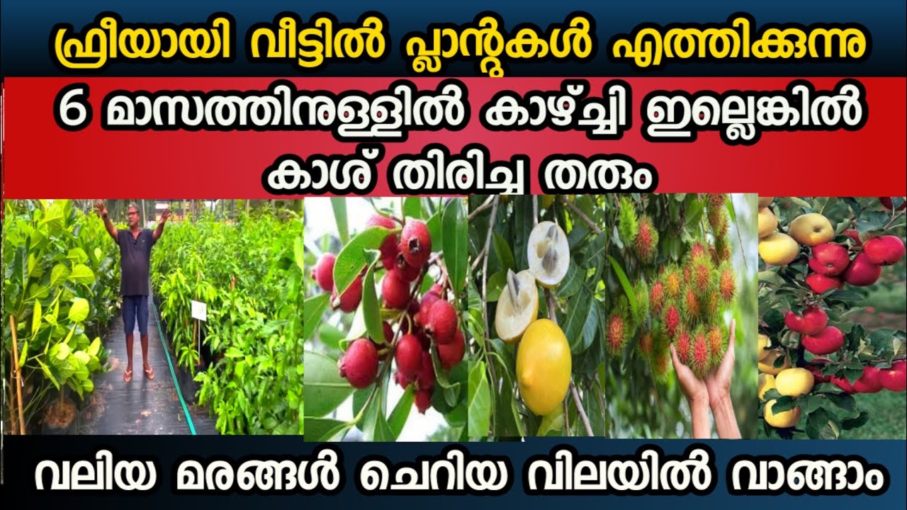 നിങ്ങൾ മേടിക്കുന്ന പ്ലാന്റുകൾ ആറുമാസത്തിനുള്ളിൽ കായ്ച്ചിട്ടില്ലെങ്കിൽ കാശ് തിരിച്ചു തരും പ്ലാന്റ്